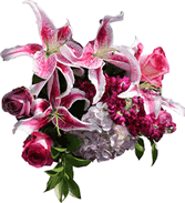 Lillies